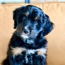 Basalt - Phantom male Bernedoodle puppy in Fallbrook, California from BFF Bernedoodles