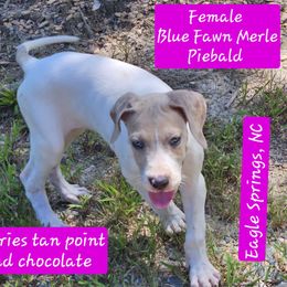 Whipped Cream - Merle female Great Dane puppy in Biscoe, North Carolina from Clouser's Bodacious Danes
