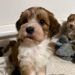 Boy - Red sable male Havanese puppy in Greeley, Colorado from Just be Havanese