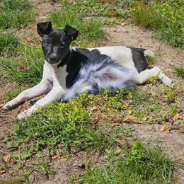Freyja - Rat Terrier