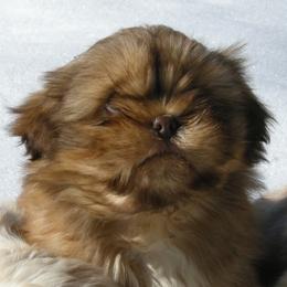Lhasa Apso puppies from I Ching Lhasa Apsos