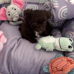 PIXEL - Chocolate and white male Chihuahua puppy in Richmond, Virginia from Bayberry Chihuahuas
