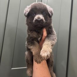 Ocia - Blue female German Shepherd puppy in Watervliet, Michigan from M&M Shepherd Farms