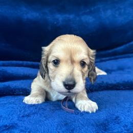 Velma - Cream female Dachshund puppy in Memphis, Tennessee from River City Doxies