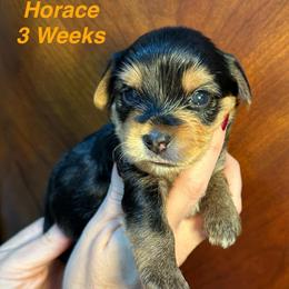 Horace - Black and tan male Yorkshire Terrier puppy in Ashland, Kentucky from Yorkie Paw