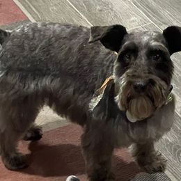 Polly - Miniature Schnauzer