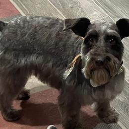 Polly - Miniature Schnauzer