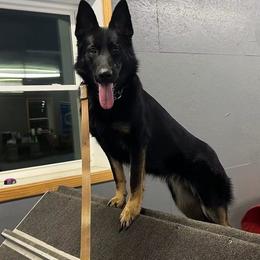 Tina - Bi-color female German Shepherd puppy in Hollis Center, Maine from Noble German Shepherds of Maine