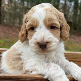 Romeo (teal collar) - Apricot male Australian Labradoodle puppy in Mount Gilead, North Carolina from Tillery Labradoodles