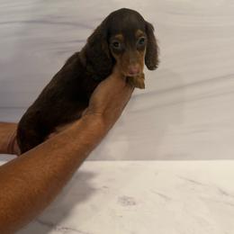 Godiva - Chocolate and cream female Dachshund puppy in Wills Point, Texas from Duck Creek Farm