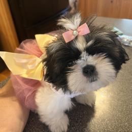 Shih Tzu Puppies from Meadow lane pups