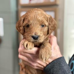 Nutmeg - Red  female Goldendoodle puppy in Wharton, Texas from Little Fur Friends