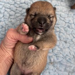 Girl 1 - Red female Shiba Inu puppy in Milton, Florida from Moonlight Shibas