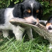 French Brittany Puppies from Swift Family Farm, LLC