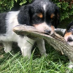 French Brittany Puppies from Swift Family Farm, LLC