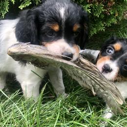 French Brittany Puppies from Swift Family Farm, LLC