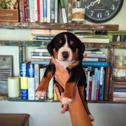 Pink Girl (Charlotte) - Black, white and red female Greater Swiss Mountain Dog puppy in Edinboro, Pennsylvania from Greater Swiss of Whitetail Acres