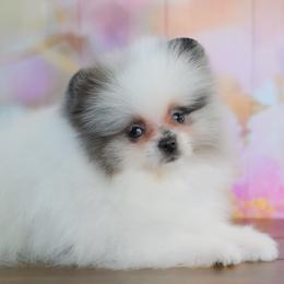 Gemma (Teacup and blue eyes) - Blue merle female Pomeranian puppy in Fultonville, New York from Sandy Aussies & Pomeranians