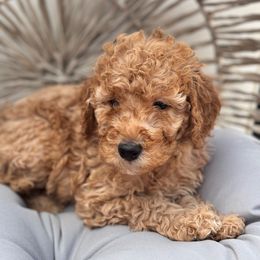 Lucca - Poodle puppy from Lavishly Loved Pets LLC