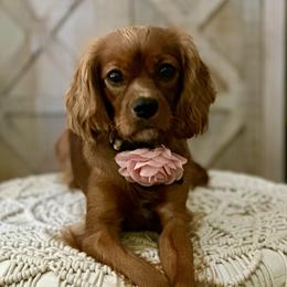 Rue - Cavalier King Charles Spaniel