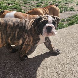 Bulldog Puppies from Mary Estabrook