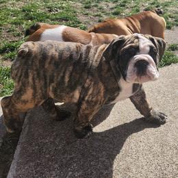 Bulldog Puppies from Mary Estabrook
