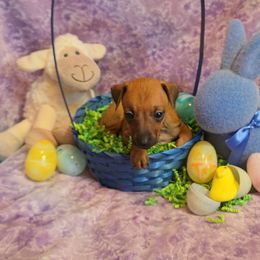 Don Quixote - Red Italian Greyhound puppy in Virginia from Selah Kennel