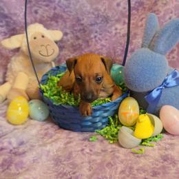 Don Quixote - Red Italian Greyhound puppy in Virginia from Selah Kennel