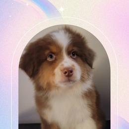 Raphael - Red tri-color male Australian Shepherd puppy in Pottstown, Pennsylvania from Daffodil Australian Shepherds