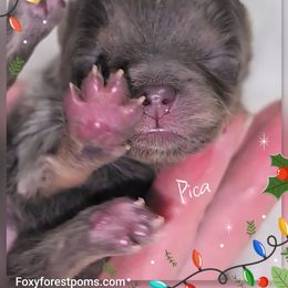 Pica - Blue and tan female Pomeranian puppy in Eatonville, Washington from Foxy Forest Poms