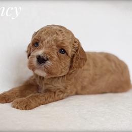 Cavapoo puppies from Sharyland Pets