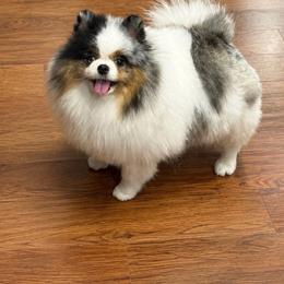Honey - Pomeranian