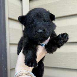 Aqua - Black male German Shepherd puppy in Tennessee from Chattanooga Tn German Shepherds