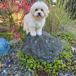 Marshmallow - Cream male Maltipoo puppy in Washington from Mt.BakerPoodles&Doodles