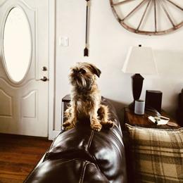 Brussels Griffon All Grown Up from Griffs & Giggles Ranch - The Cortez Family