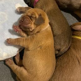 Red female - Red female Bloodhound puppy in Pelahatchie, Mississippi from Rays Of Sunshine Bloodhounds