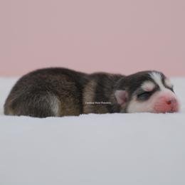 Stella - Gray and white female Pomsky puppy in Loxahatchee, Florida from Cardinal Point Pomskies