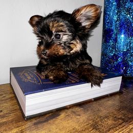 Bebé - Black and tan male Yorkshire Terrier puppy in Cape Coral, Florida from Katherine’s Yorkies and Poodles