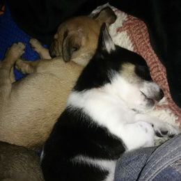 Chihuahuas from Jolley farms