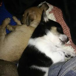 Chihuahuas from Jolley farms