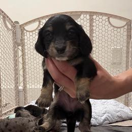Pebbles - Black and tan female Dachshund puppy in Miami, Florida from Teenie Bikini Weenies