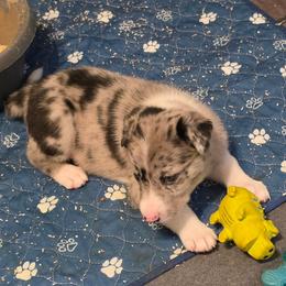 Toby, Mr Black - Blue merle male Border Collie puppy in San Tan Valley, Arizona from Sherry's Border Collies