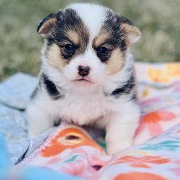 Australian Shepherd, Lagotto Romagnolo, and Pembroke Welsh Corgi Puppies from SS Australian Shepherds
