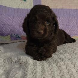 Peggy - Brown female Cockapoo puppy in Missouri from KDK Missouri Miniature Poodles