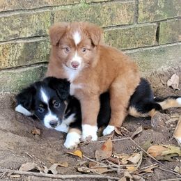 Miniature Australian Shepherds and Toy Australian Shepherds from Little Angel Aussies