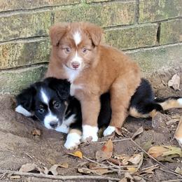 Miniature Australian Shepherds and Toy Australian Shepherds from Little Angel Aussies