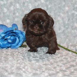 Shih Tzu Puppies from Gypsy Breeze Kennels
