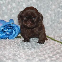Shih Tzu Puppies from Gypsy Breeze Kennels