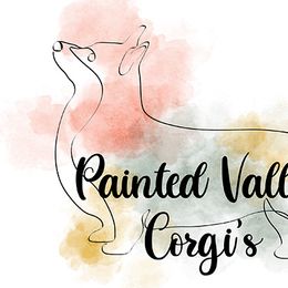 American Corgis and Pembroke Welsh Corgis from Painted Valley Corgis