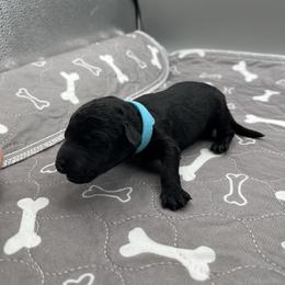 Boy 7 - male Barbet puppy in New Bedford, Massachusetts from Barbie's Barbets